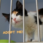 Adopting an Older Cat - Welcome Home, Aaron! Adopting an Older Cat - Welcome Home, Aaron!