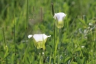 Beauty and Blessings in Small Things Beauty and Blessings in Small Things
