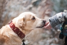 Senior Pets Provide Mental and Physical Health Benefits to Humans Senior Pets Provide Mental and Physical Health Benefits to Humans
