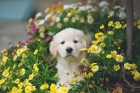 Celebrating Rescue Animals and Books – Clear the Shelters and National Book Lovers Day Celebrating Rescue Animals and Books – Clear the Shelters and National Book Lovers Day