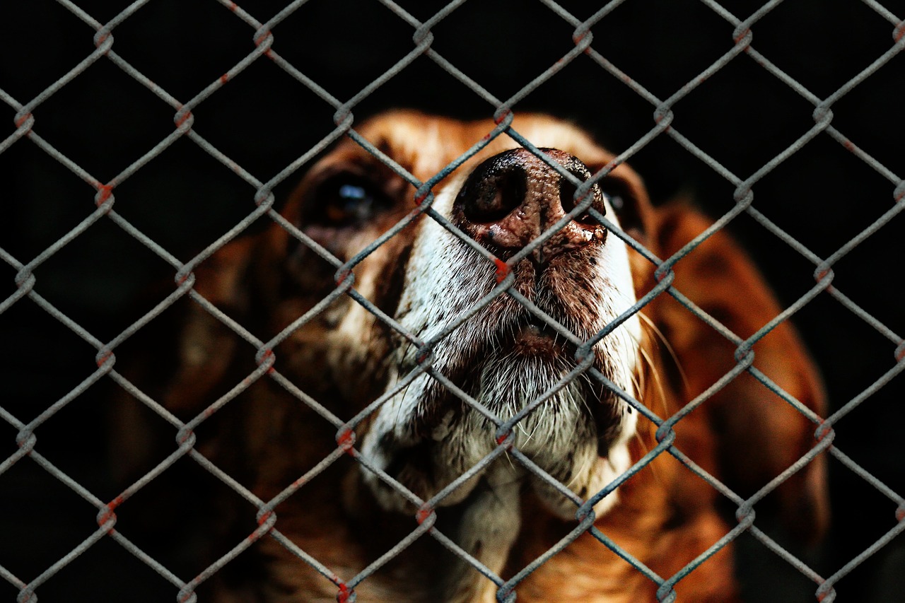 Compassion and Kindness. Not Cruelty